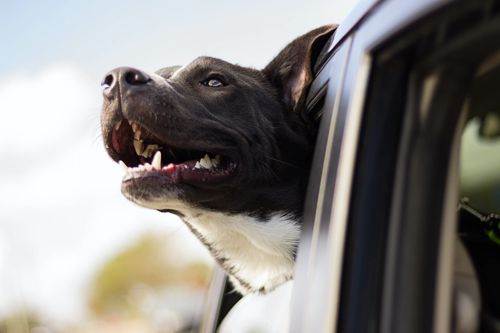 Dog looking out window