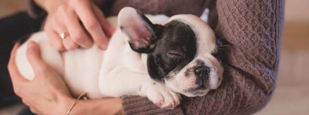 Pug being held in arms